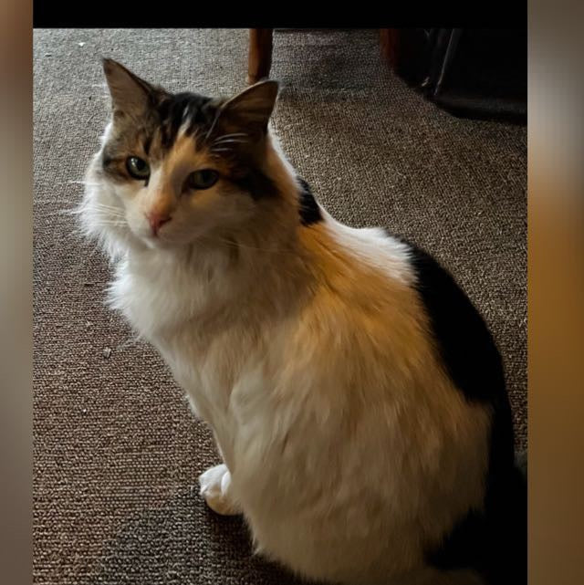 Beasty Boy, our cat boy in heaven