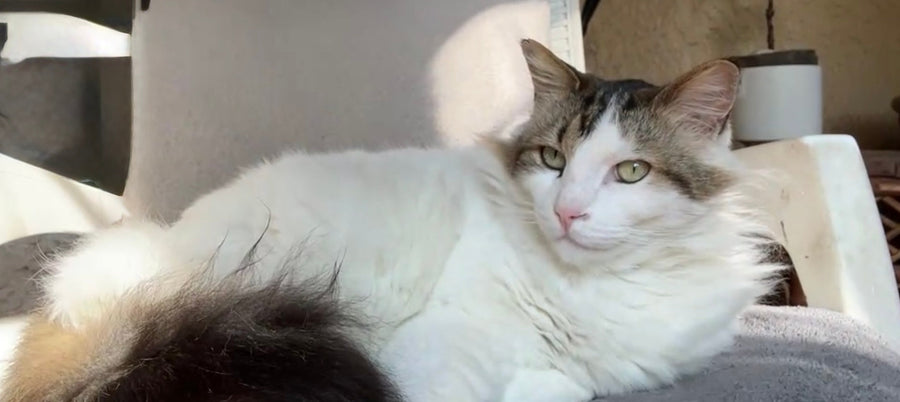 Beasty Boy, a fluffy white and tabby cat, resting comfortably indoors.